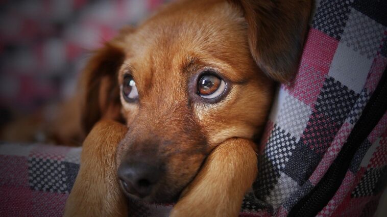 Una mujer se pone histérica al darse cuenta de que su perro adoptado sólo entiende el español