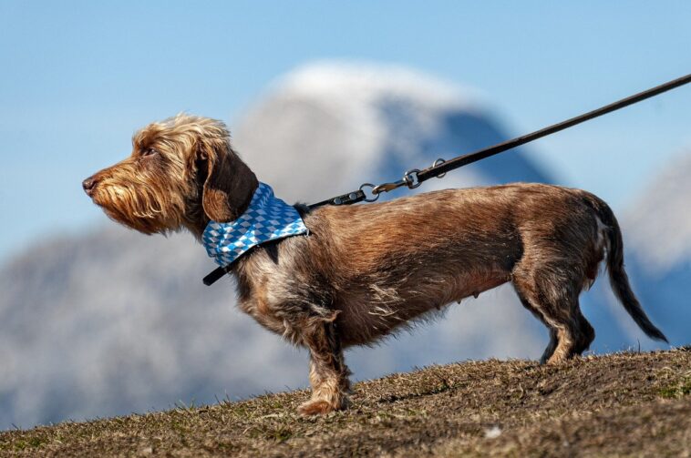 Un perro es llevado al veterinario después de comer hojas de cannabis en un parque