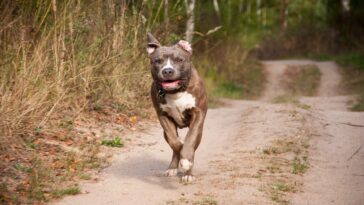 Un perro le arranca el brazo a un niño de cuatro años que sólo quería jugar