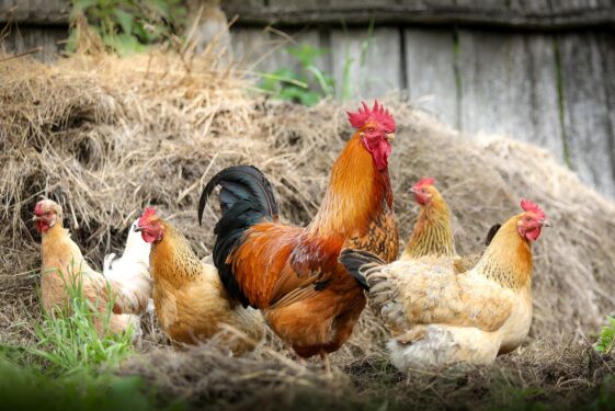 Una pareja es procesada por sus ruidosas gallinas y se le ordena buscar un nuevo hogar para las aves