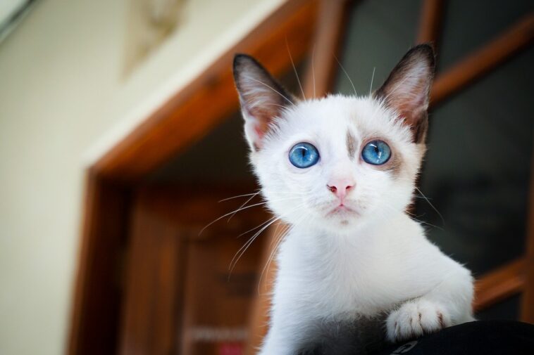 Una mujer encuentra a su hijo a punto de licuar a su gato: «¡Saca al gato! ¡Sácalo!»