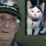 veterano y su gato