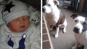 Un bebé recién nacido es atacado hasta la muerte por un perro de la familia después de que su madre se quedara dormida