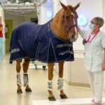 caballo hospital