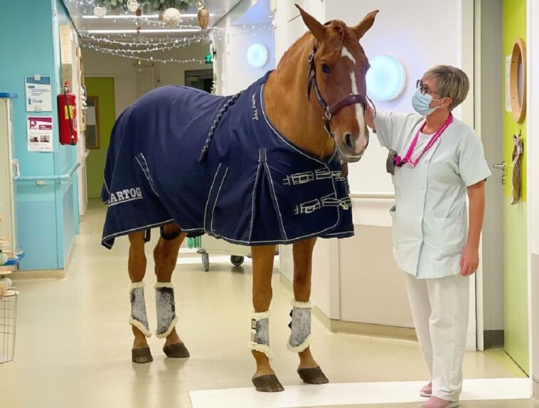 Peyo, el caballo que visita a los enfermos en el hospital