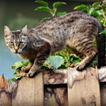 Una niña abandonada en una alcantarilla: es salvada por gatos callejeros