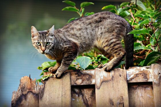 Una niña abandonada en una alcantarilla: es salvada por gatos callejeros