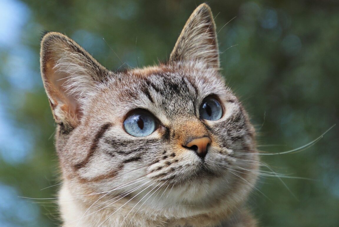 gato trabaja de mecánico