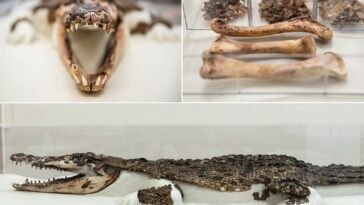 La increíble historia de un cocodrilo encontrado bajo una escuela galesa