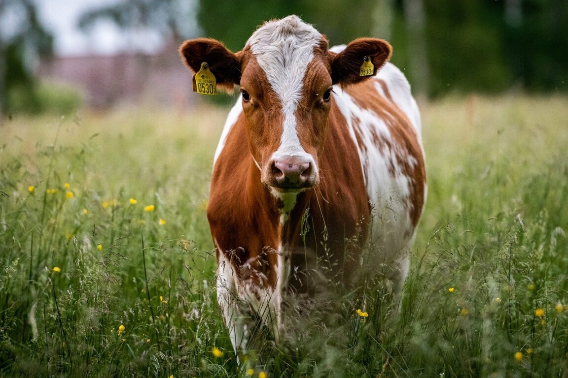 propuesta de matrimonio en una vaca