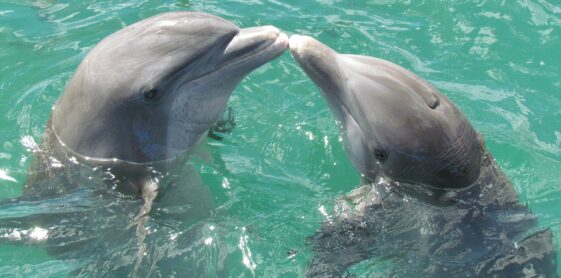 Las hembras de los delfines tienen un órgano sexual que proporciona placer al igual que los humanos