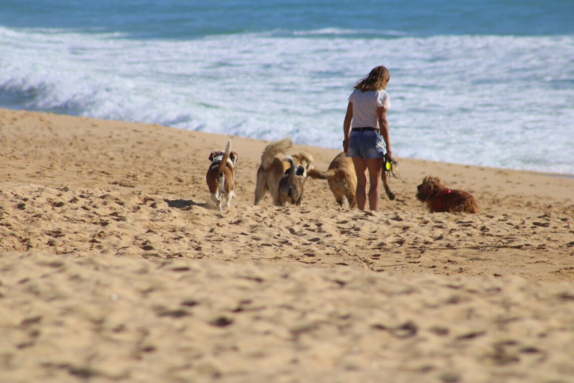 misteriosa enfermedad mata perros en playas de inglaterra
