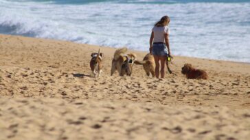 misteriosa enfermedad mata perros en playas de inglaterra
