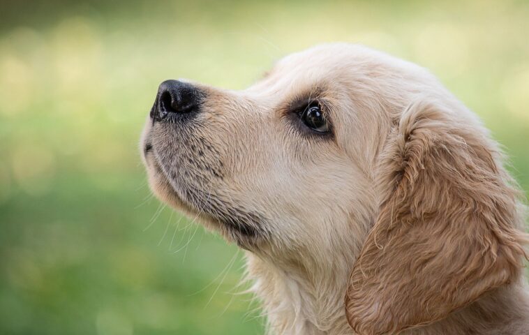 El perro más indeseado, que ha pasado toda su vida en una perrera, busca un dueño cariñoso