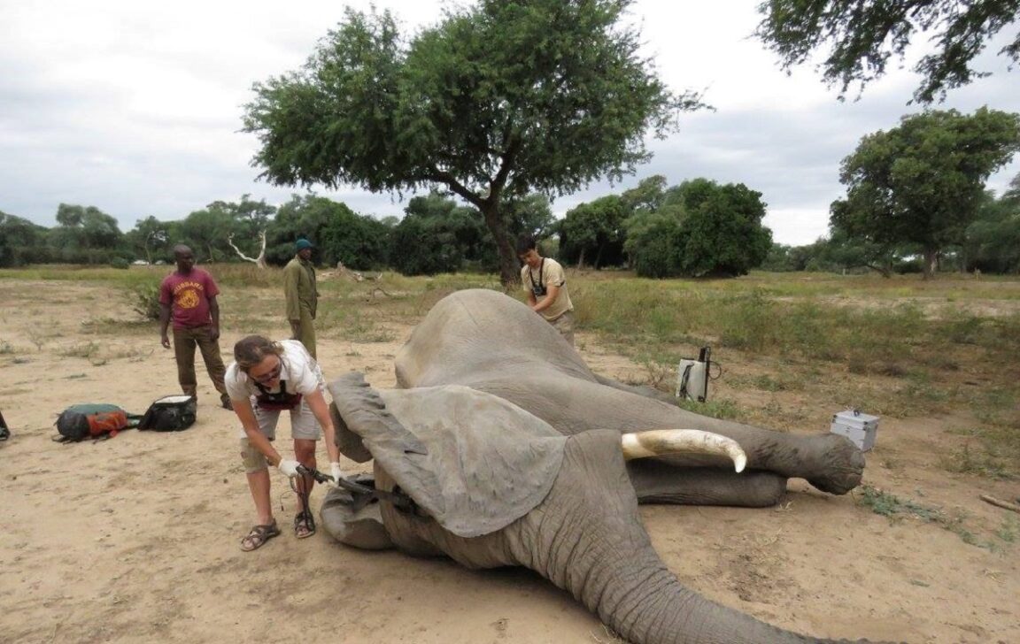Un elefante se acerca a un camión para pedir ayuda tras recibir un disparo en la cabeza