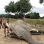 elefante ayuda