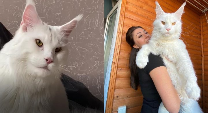 kefir, una gato tan grande que parece perro