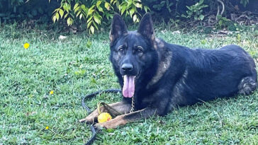 quizz perro policía desaparecido