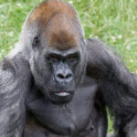 ozzie el gorila más viejo del mundo