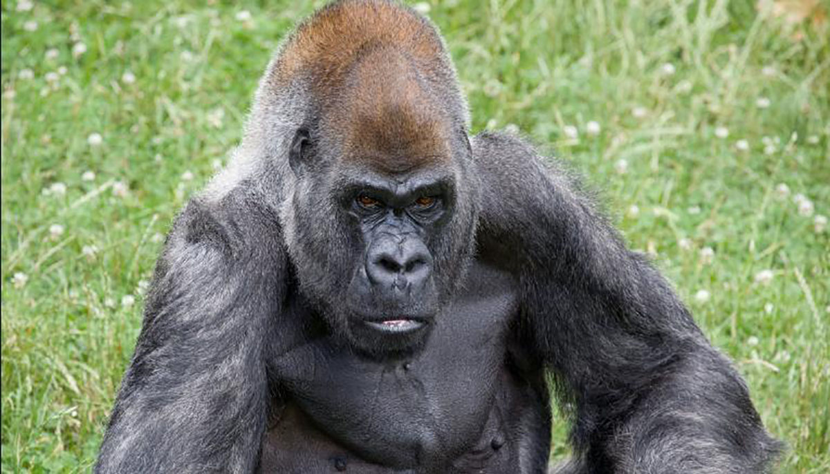 ozzie el gorila más viejo del mundo