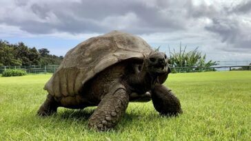 Con 190 años la tortuga Jonathan es considerado el animal más viejo del mundo
