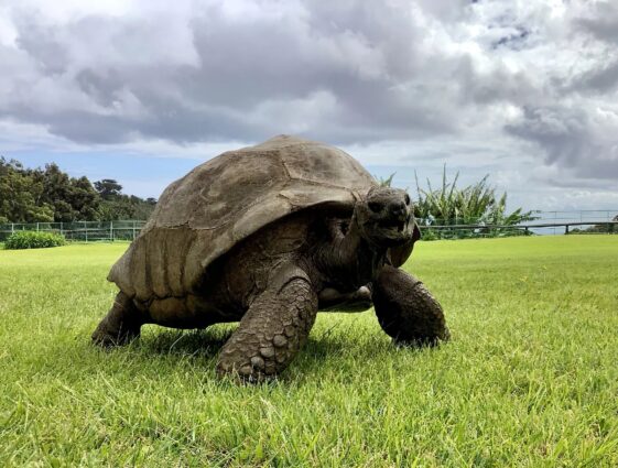 Con 190 años la tortuga Jonathan es considerado el animal más viejo del mundo