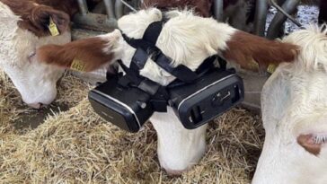 Un hombre le coloca gafas de realidad virtual a sus vacas para que produzcan más leche