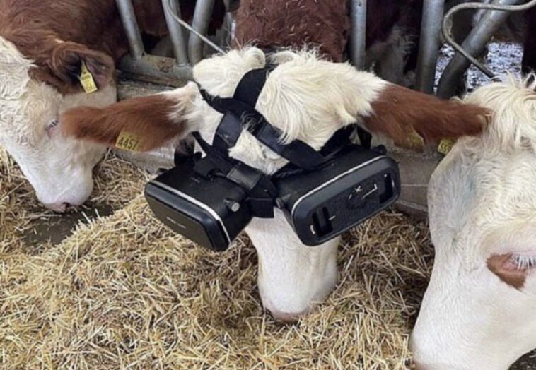 Un hombre le coloca gafas de realidad virtual a sus vacas para que produzcan más leche