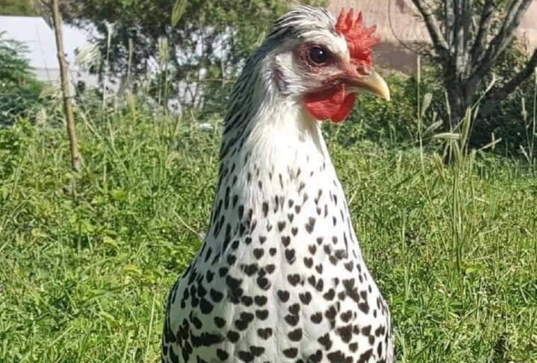 La gallina con corazones negros en sus plumas que se ha vuelto viral