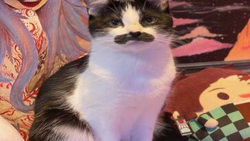 Una gata con bigote que «se parece a Freddie Mercury» está cautivando a la gente