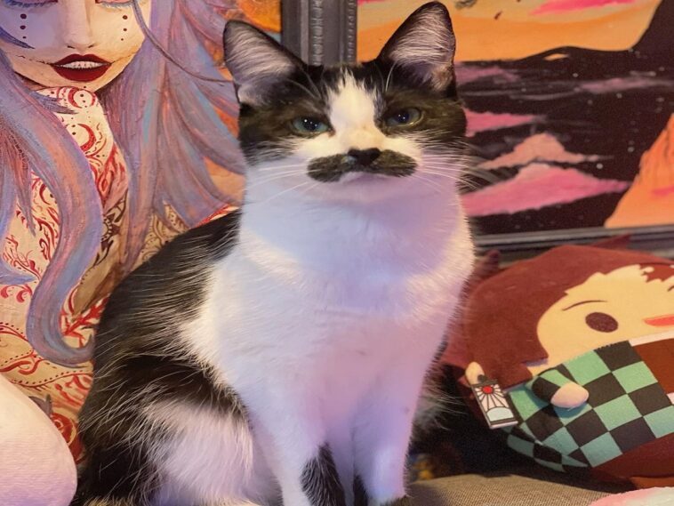 Una gata con bigote que «se parece a Freddie Mercury» está cautivando a la gente