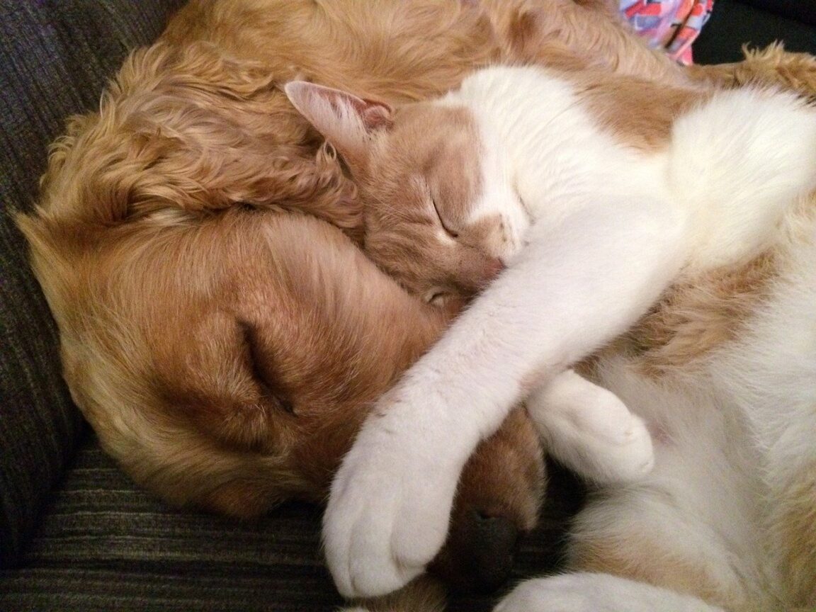 la amistad entre perros y gatos