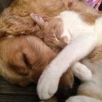 la amistad entre perros y gatos