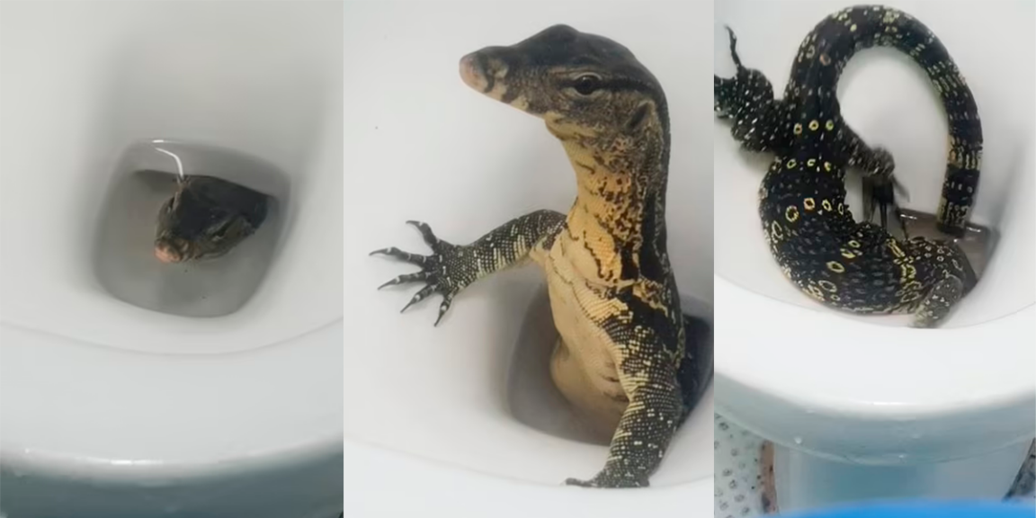lagarto en baño