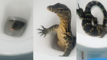 lagarto en baño