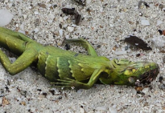 Alerta meteorológica por lluvia de reptiles