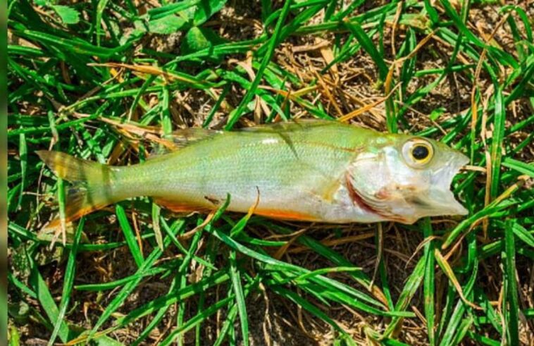 Los peces llueven sobre un pueblo, lo que hace que las autoridades locales se manifiesten: «Esto no es una broma»