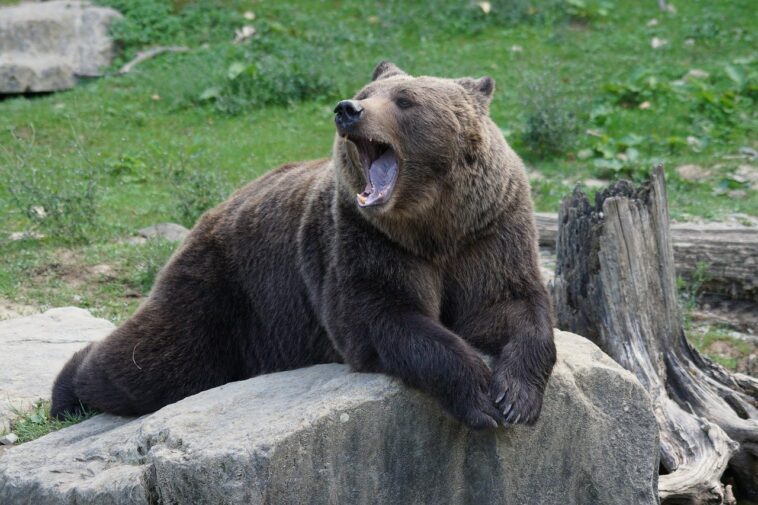 El momento en que una mujer lanza a su hija al recinto de un oso en el zoo es grabado por una cámara