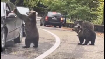 Un oso choca los cinco con un conductor en un vídeo viral con más de 10 millones de visitas