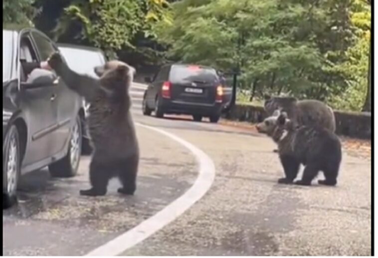 Un oso choca los cinco con un conductor en un vídeo viral con más de 10 millones de visitas