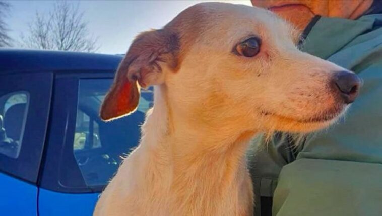 Con una salchicha atada a un dron, una perrita es rescatada de un terreno peligroso