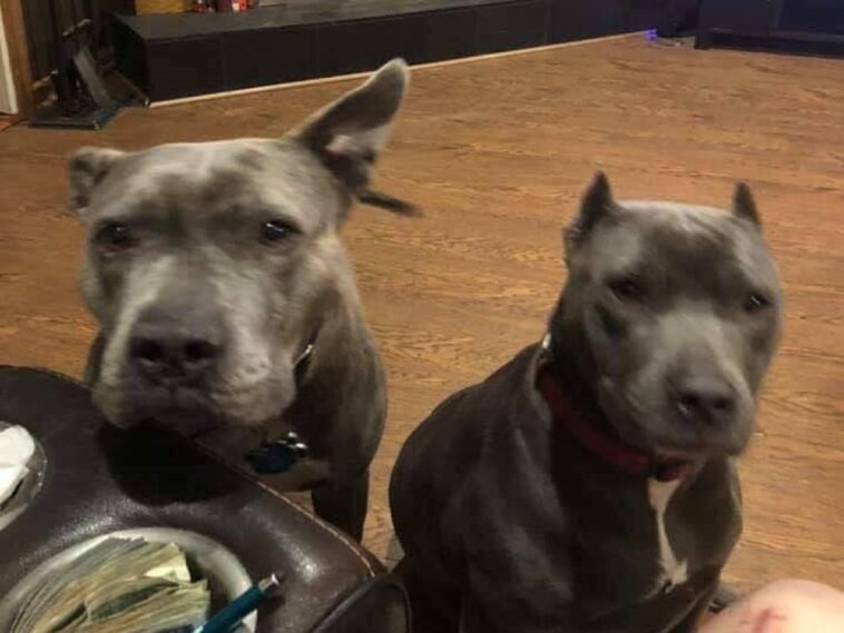 Un hombre rescata a una pareja de pitbulls abandonados y éstos le devuelven el favor salvando su vida