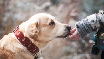 Una mujer en cuarentena de 14 días observó impotente a través de una cámara de vigilancia cómo su perro destrozaba su salón y su armario