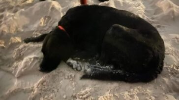 El dueño muere ahogado, el perro no se rinde y le espera en la playa
