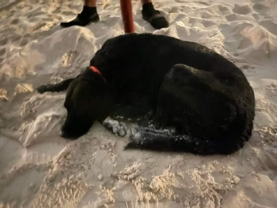 perro playa dueno