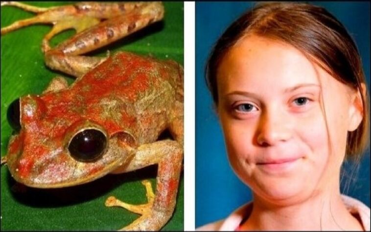 Nueva especie de rana es nombrada como: Greta Thunberg