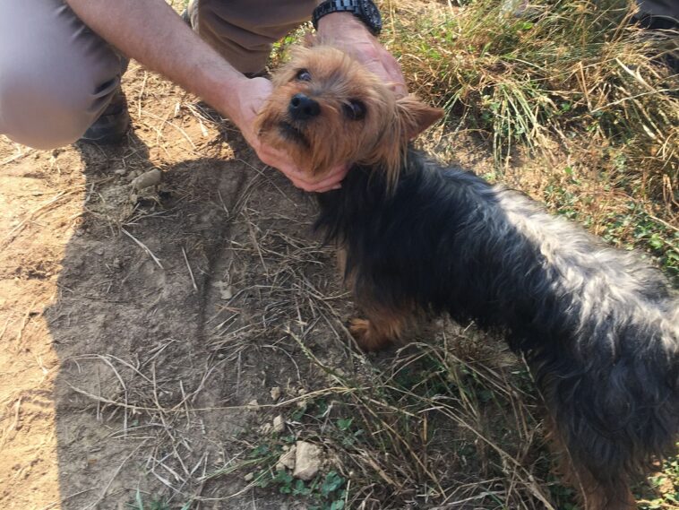 La policía escucha ladridos en un maizal y encuentra a la niña desaparecida protegida por su perro