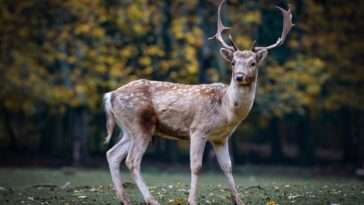 cazador murió al ser atacado por un ciervo