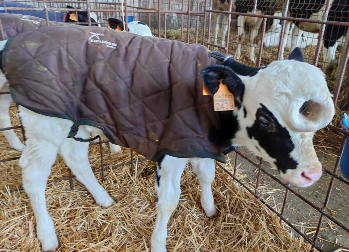 Vida, una ternera que nació con un bulto en su cabeza y tiempo después se transformó en un agujero