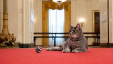 ‘Willow’, la nueva mascota de la Casa Blanca, una gata que lleva como nombre la ciudad natal de Jill Biden